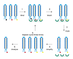 Recombinant Antibody Overview | Sino Biological